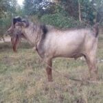 Culture et société