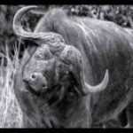 Culture et société